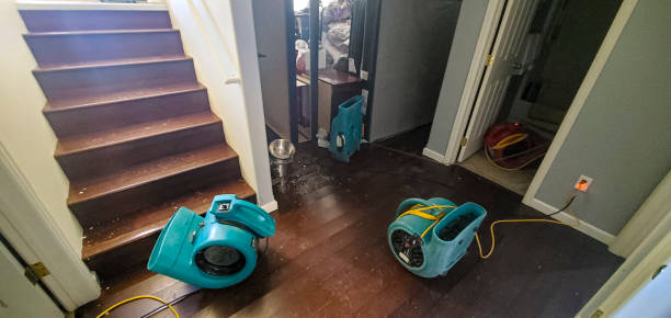 Best Flood damage cleanup  in Forest, OH