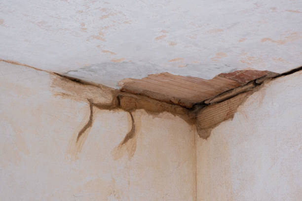 Best 24/7 water damage repair  in Forest, OH