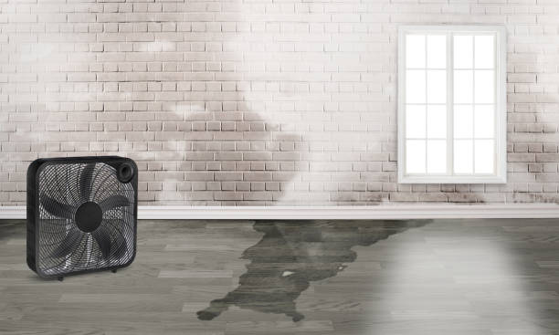 Best Commercial water damage restoration  in Forest, OH