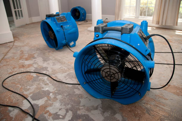 Best Basement water damage restoration  in Forest, OH