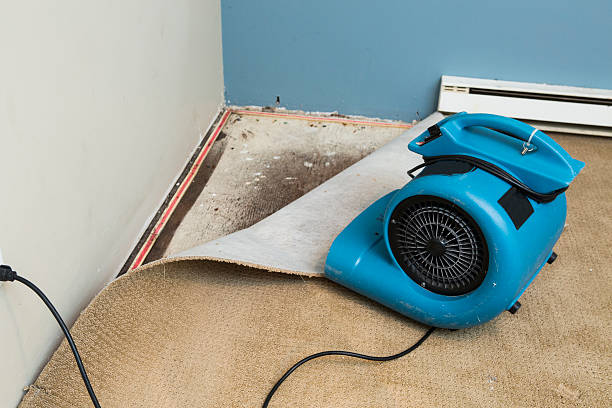 Best Fire Damage Restoration  in Forest, OH